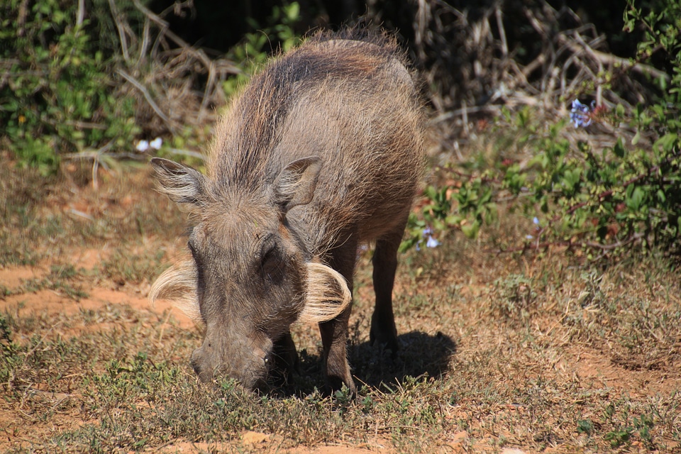 Animal wild animal wildlife