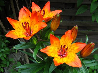 Lilium bulbiferum orange close up photo