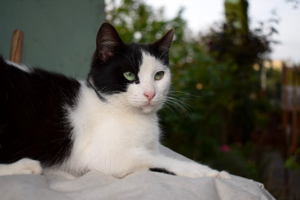 Cute feline kitten
