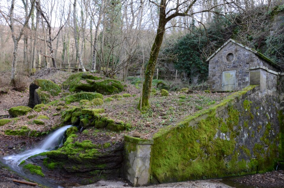 Forest source viterbo