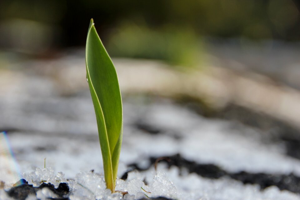 Ice leaf green