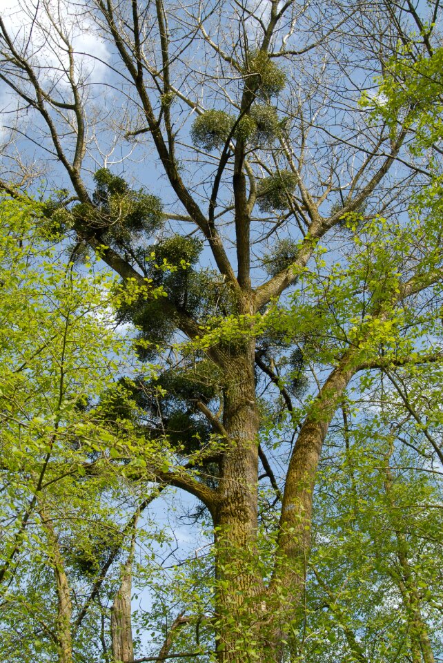 Tree spring parasite