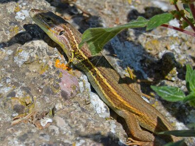 Sargantana reptile rock