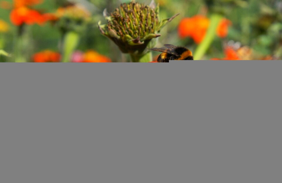 Honey insect macro