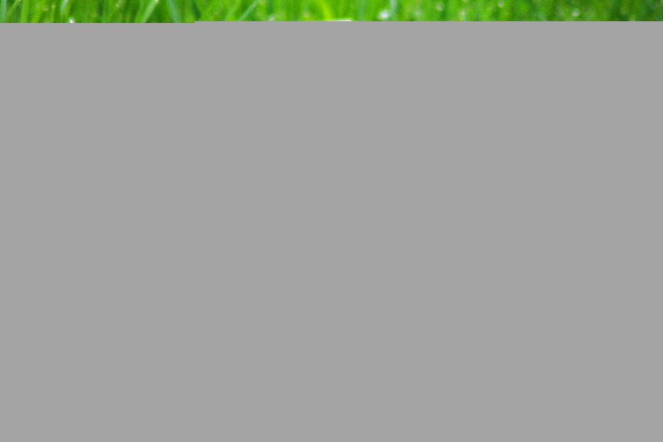 Animal grass black