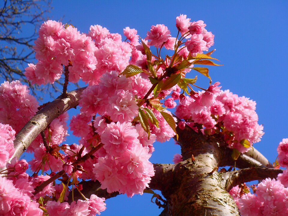 Bloom pink branch photo
