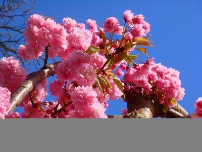 Bloom pink branch