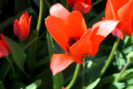 Spring plant colorful photo