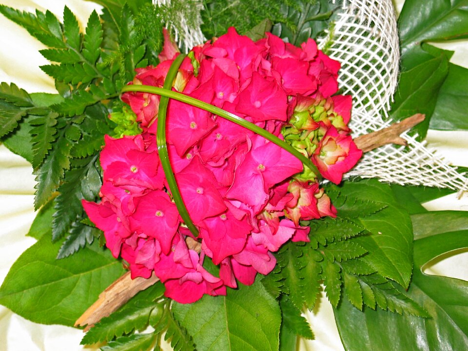 Schnittblume pink green