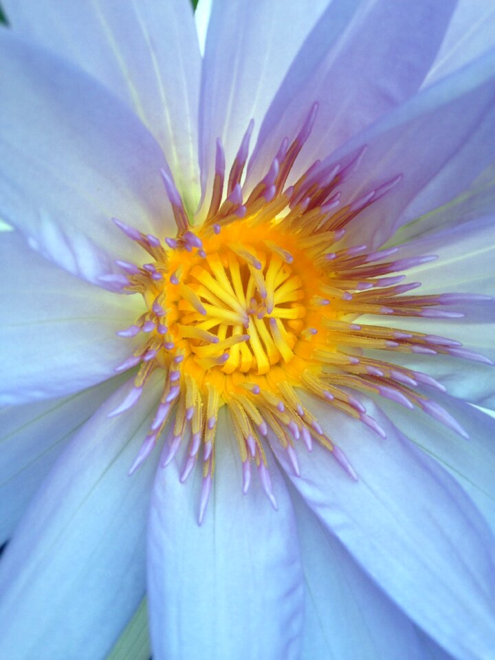 Petal petals pollen