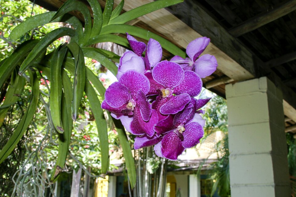 Bloom blossom flora