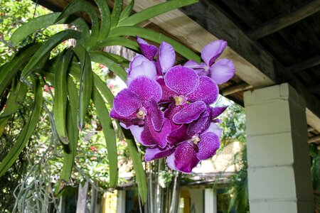 Bloom blossom flora