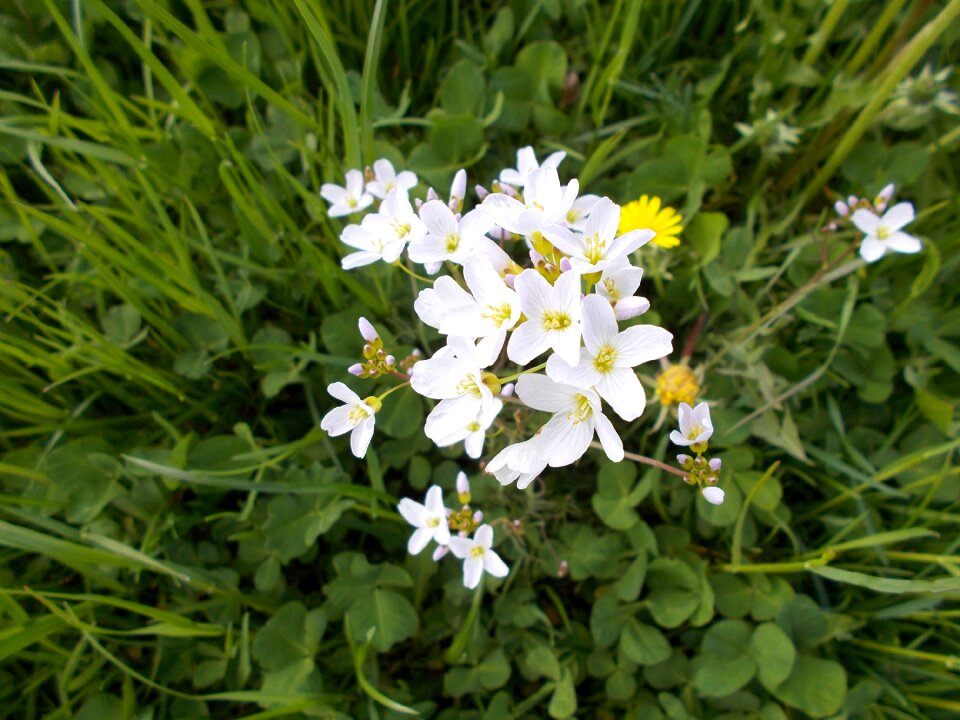 Beautiful white nature recording