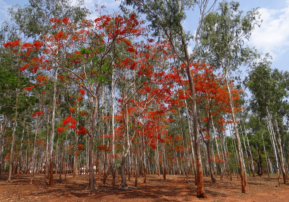Delonix regia trees dharwad