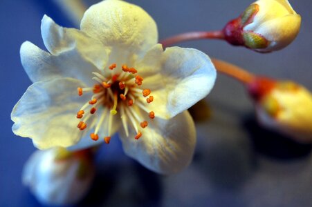 Mirabelle blood plum plant