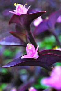 Flowers purple heart flowers purple flowers