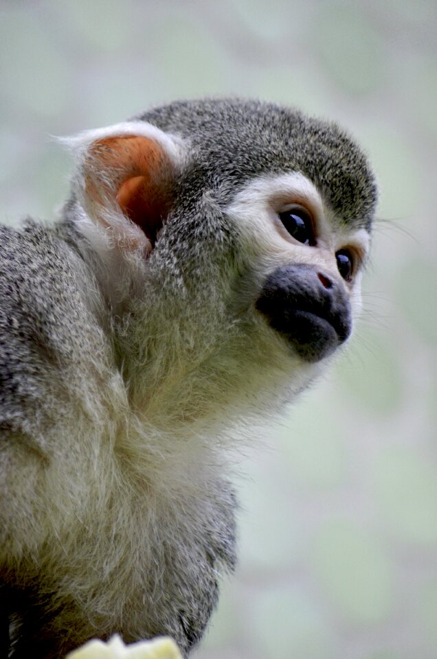 Capuchin monkey capuchins herr nilson