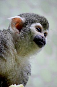 Capuchin monkey capuchins herr nilson photo