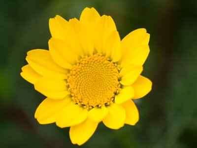Nature flowers pistils
