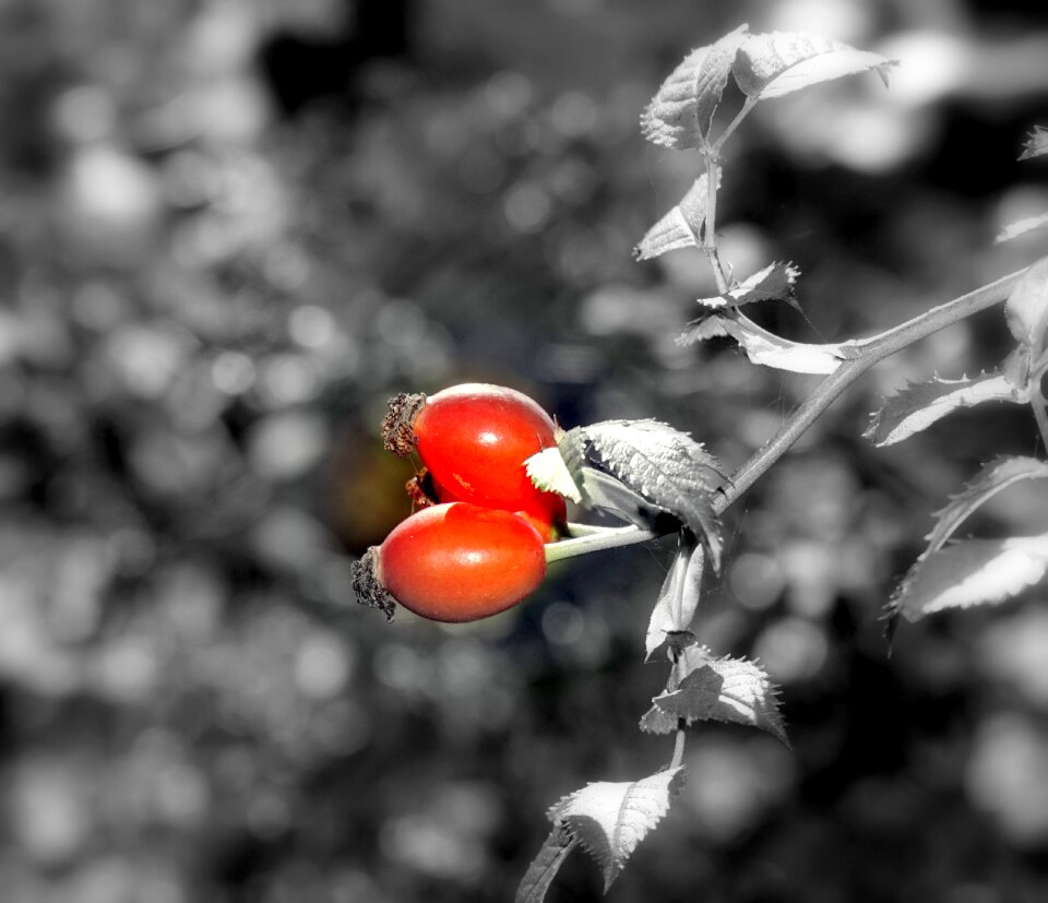 Wild autumn nature