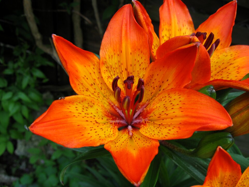 Blossom bloom flower