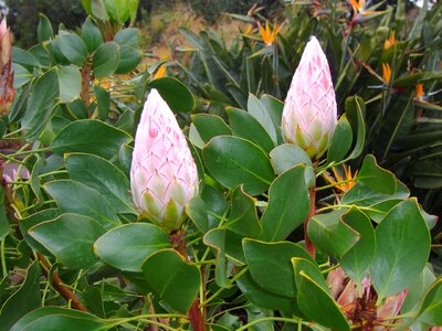 Flower pods