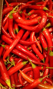 Chili red pepper photo