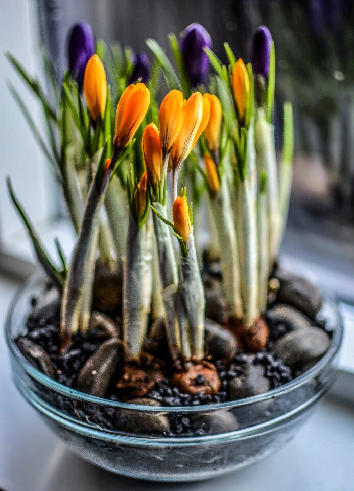 Gardening life blossom