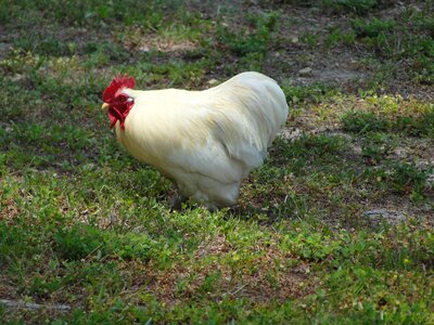 Rooster green chicken photo