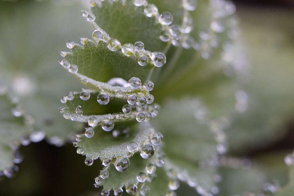 Decorated drip drop of water