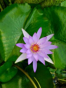 Nature petals flowers