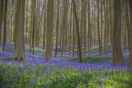 Spring wild hyacinth trees photo