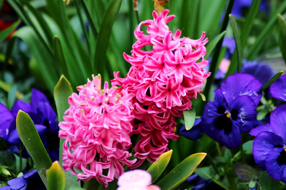 Pink green environment