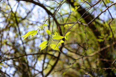 Branch woods afternoon
