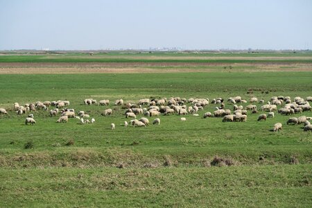 Flock of sheep meadow graze photo