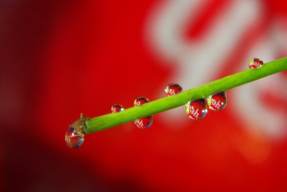 Flower mirroring wet