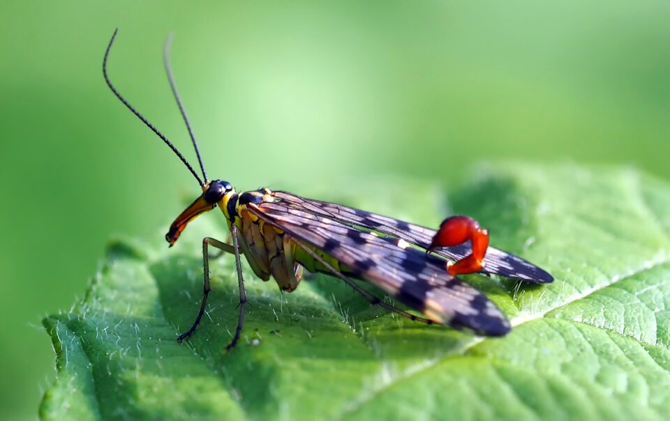 Fly insect close up photo