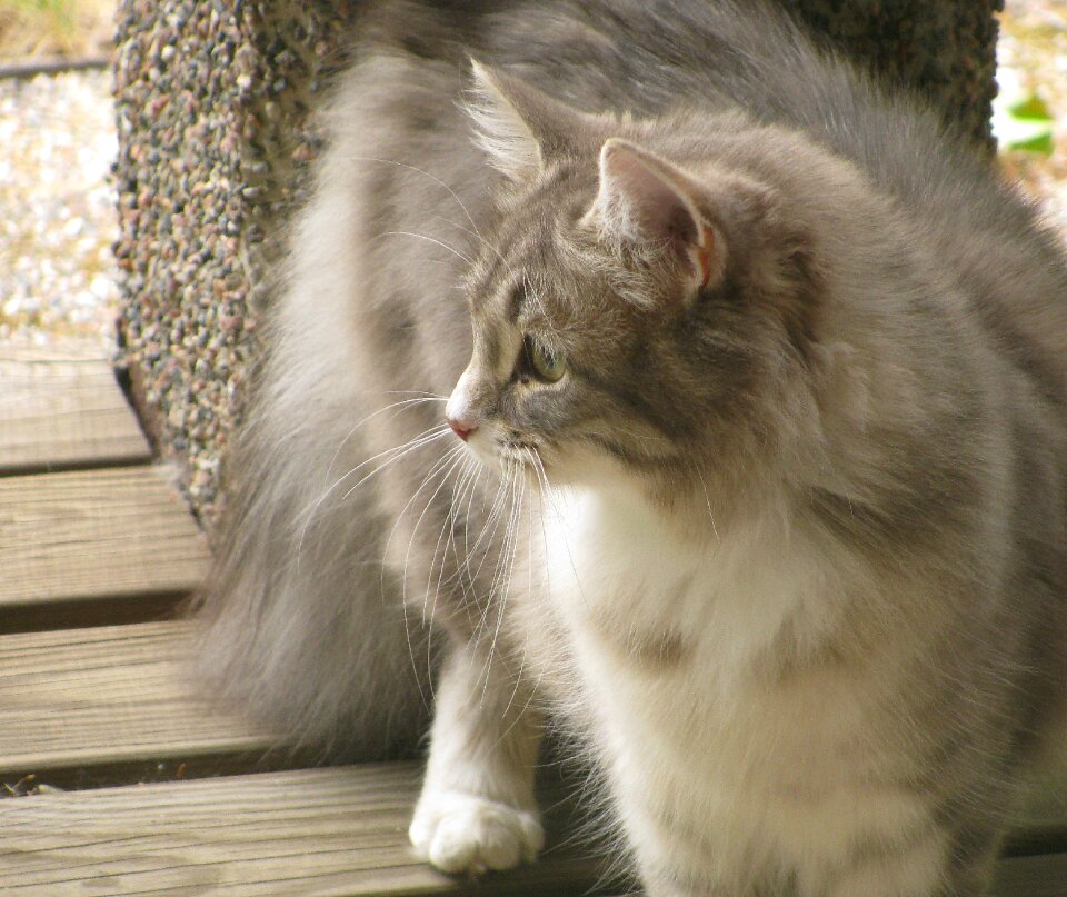 Curious a gray cat animals