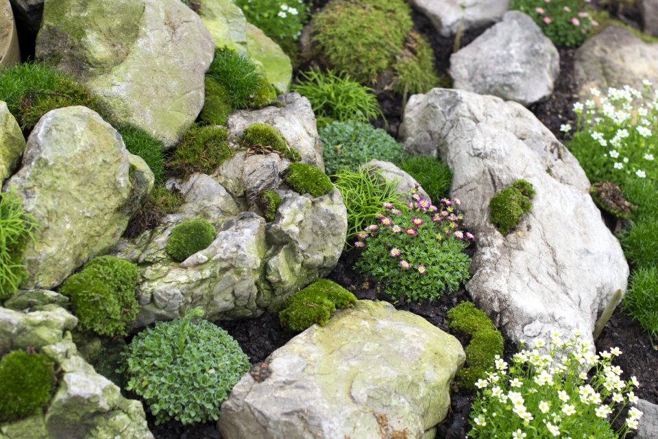 Plants rocks flowers