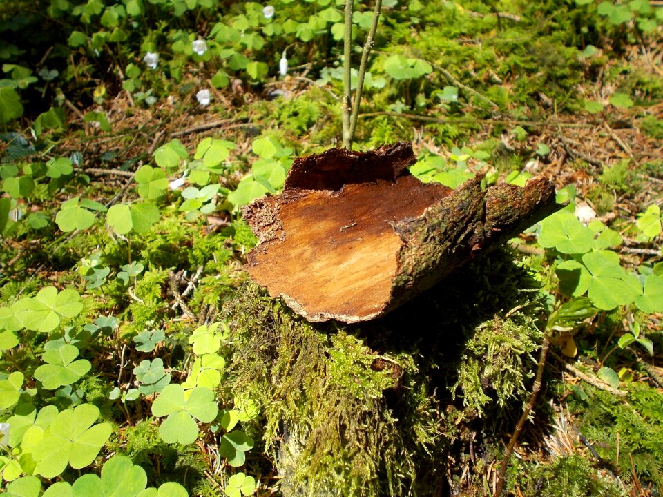 Wood close up environment