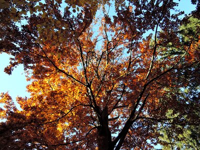 Heaven light autumn