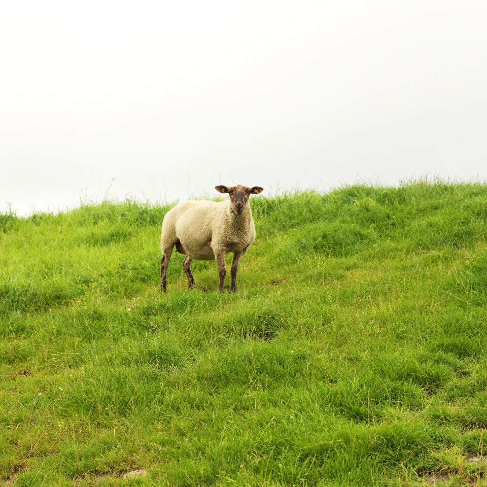 Lamb farm pasture