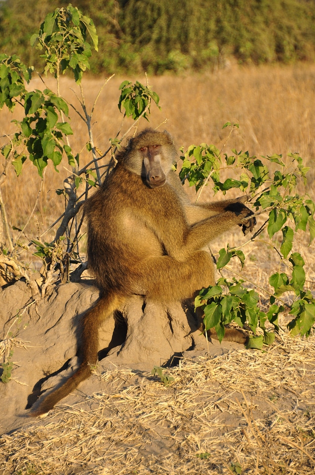 Vigilant botswana africa