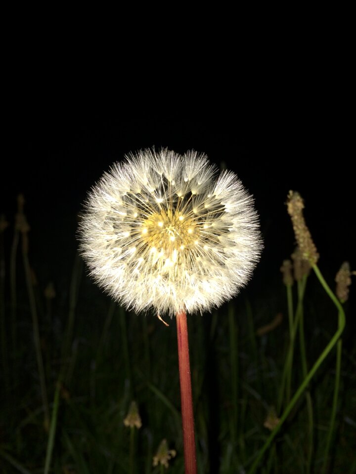 Night dark flower