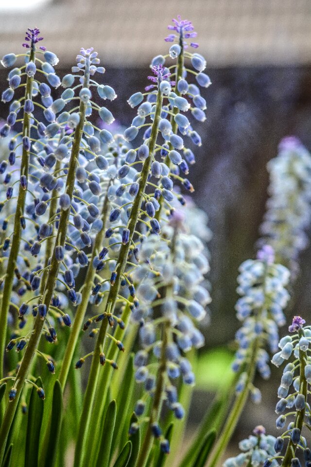 Nature blossom blooming