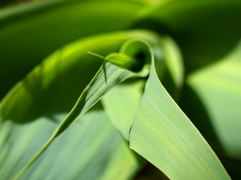 Texture american cane detail