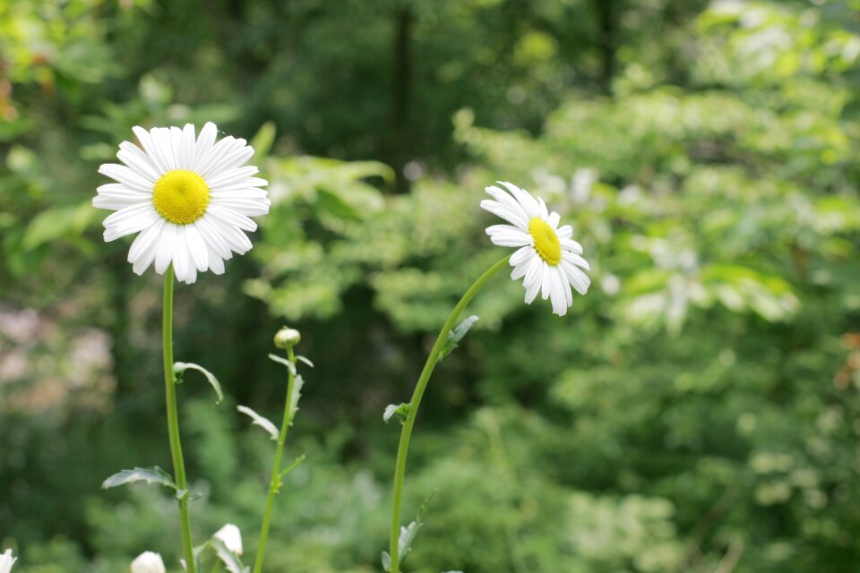 Spring republic of korea their mums