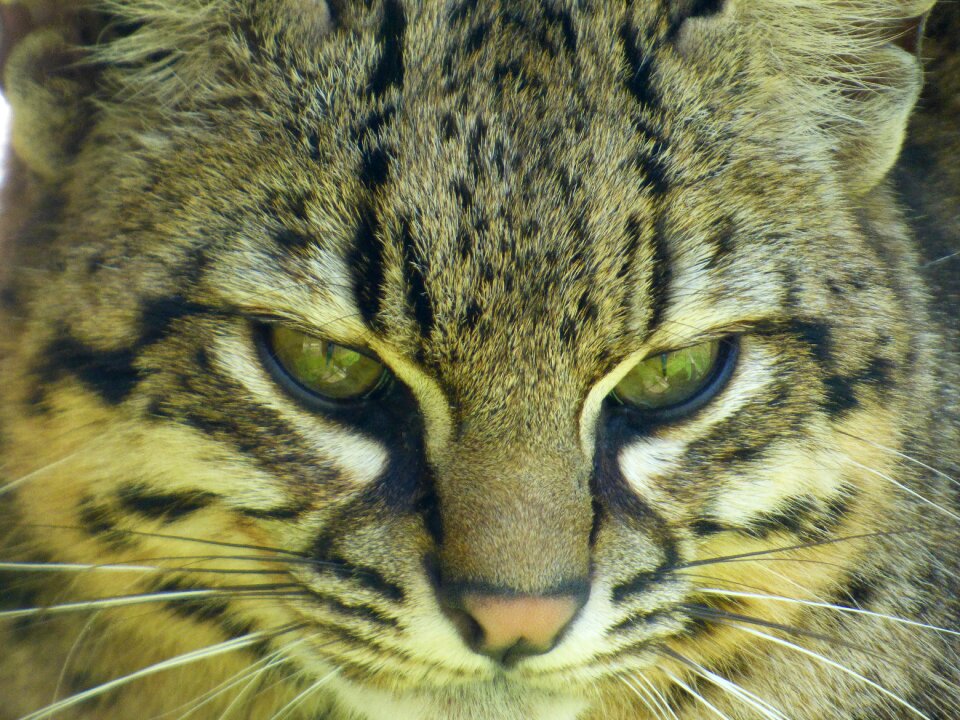 Feline park felines nesles