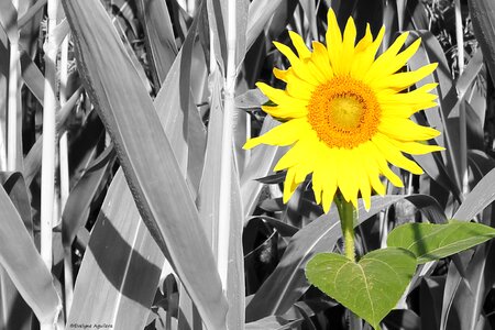 Sunflower fleurs des champs yellow was