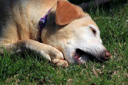 Yellow labrador terrier photo